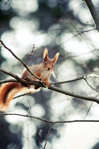 Das Cute Squirrel Wallpaper 320x480