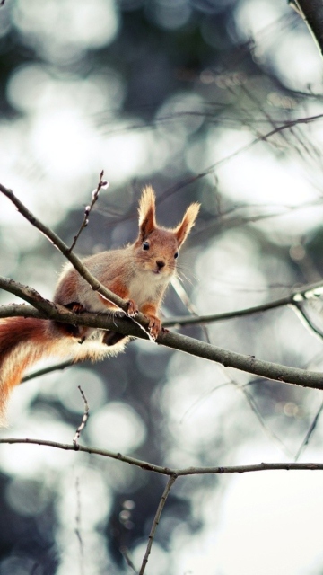 Das Cute Squirrel Wallpaper 360x640