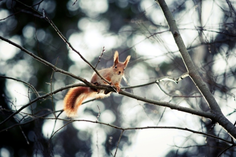 Sfondi Cute Squirrel 480x320