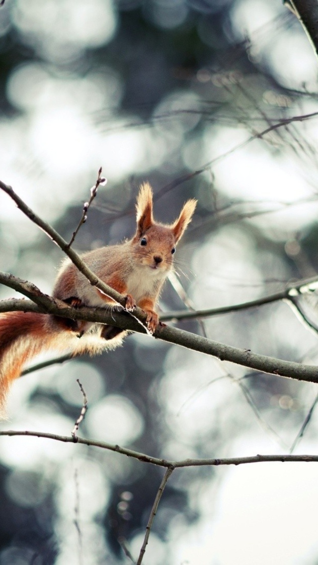 Sfondi Cute Squirrel 640x1136