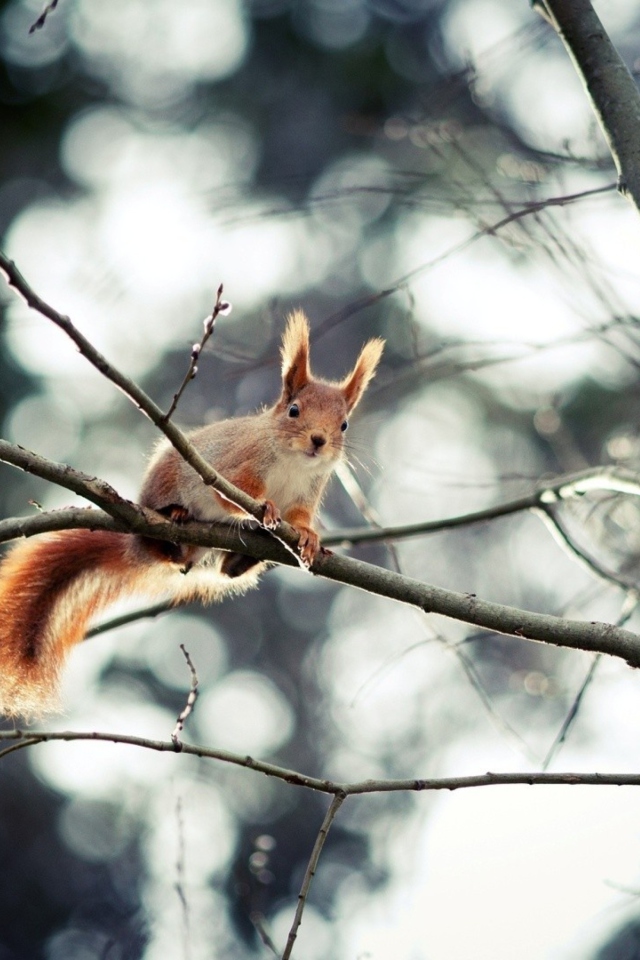 Cute Squirrel wallpaper 640x960