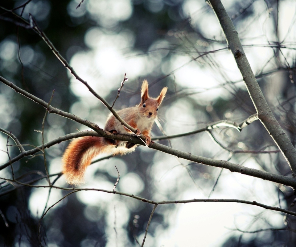 Das Cute Squirrel Wallpaper 960x800