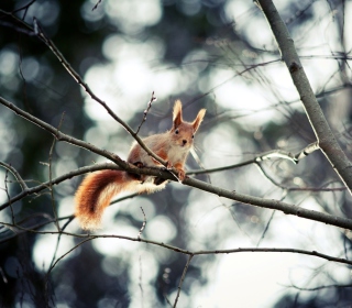 Cute Squirrel - Obrázkek zdarma pro 208x208