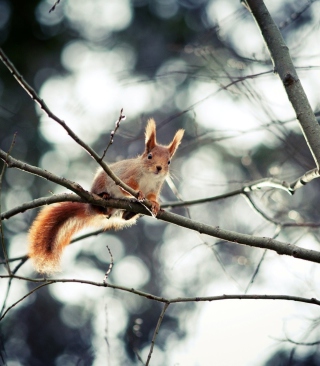 Kostenloses Cute Squirrel Wallpaper für 640x960