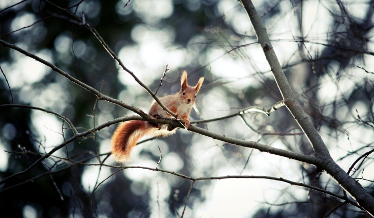 Fondo de pantalla Cute Squirrel