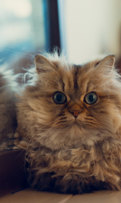 Mister Fluffy screenshot #1 240x400