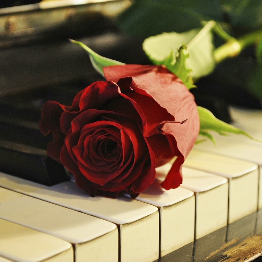 Das Rose On Piano Wallpaper 1024x1024