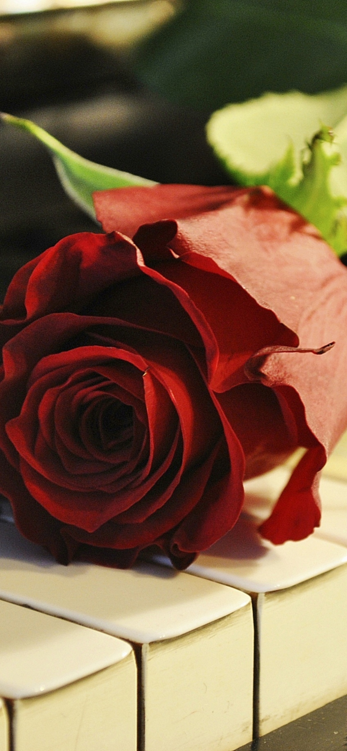 Rose On Piano wallpaper 1170x2532