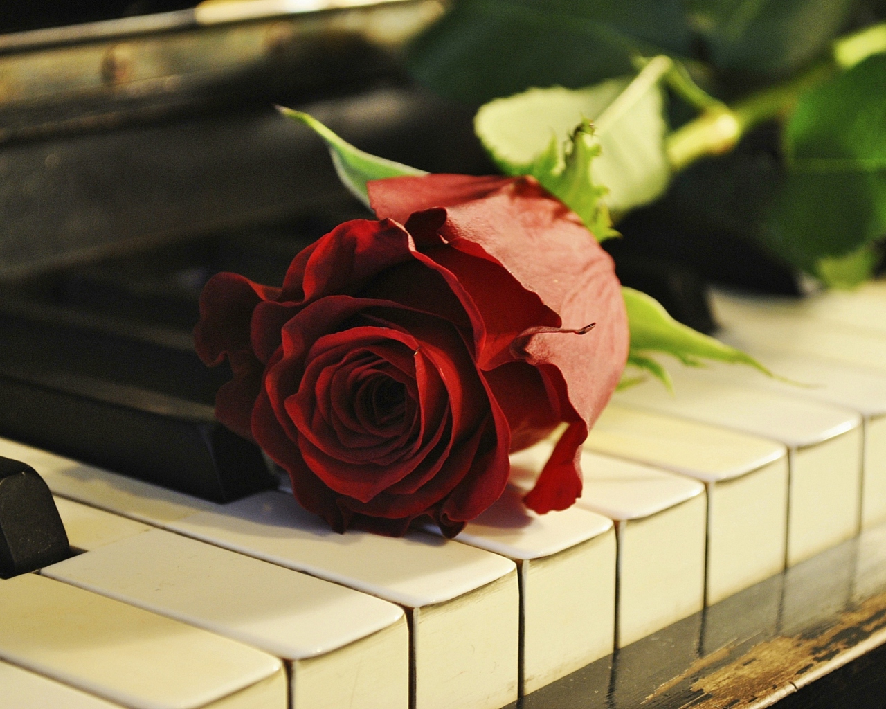 Das Rose On Piano Wallpaper 1280x1024