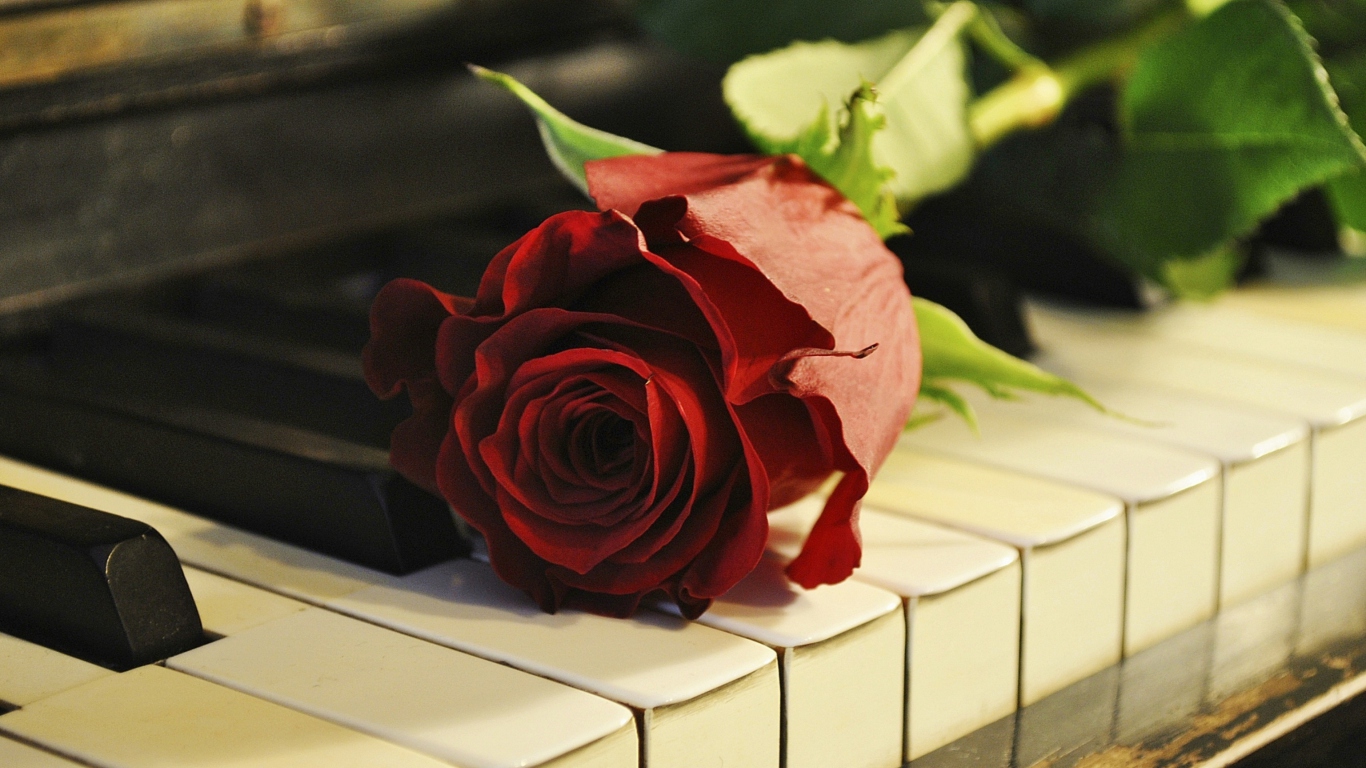 Rose On Piano wallpaper 1366x768