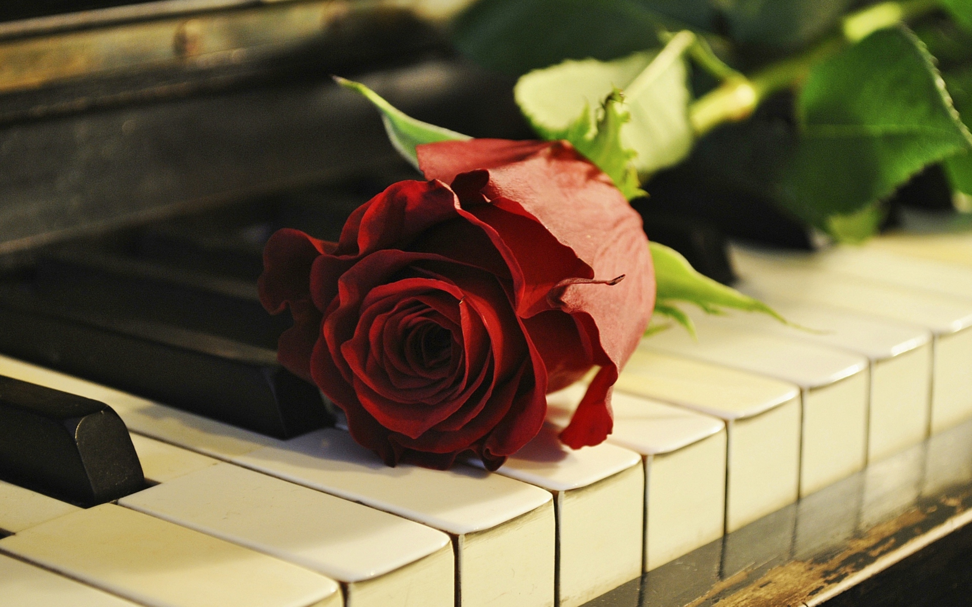 Rose On Piano wallpaper 1920x1200
