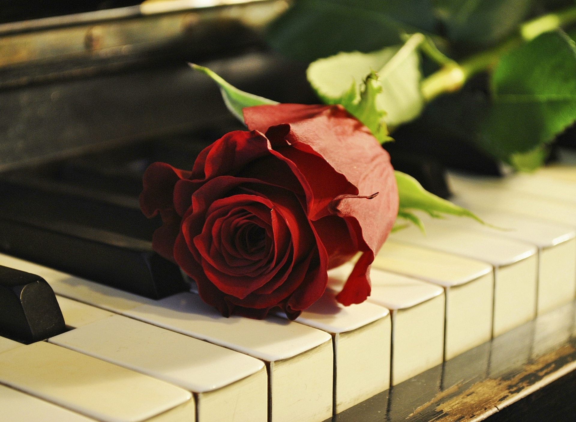Rose On Piano wallpaper 1920x1408