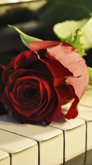 Rose On Piano wallpaper 360x640