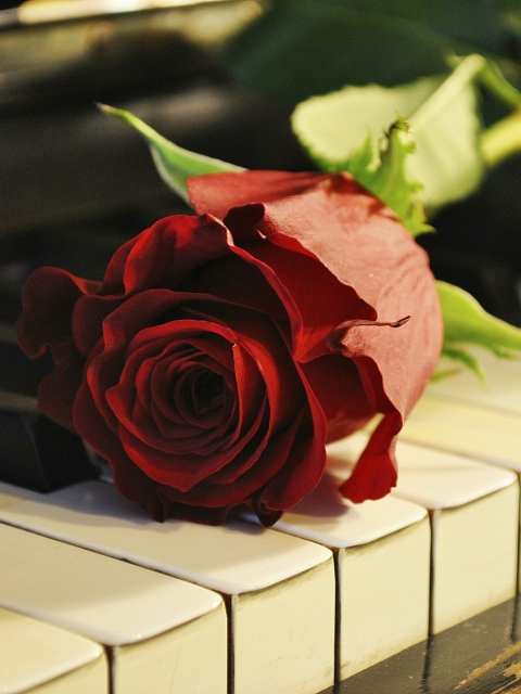 Das Rose On Piano Wallpaper 480x640