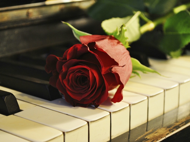 Rose On Piano wallpaper 640x480