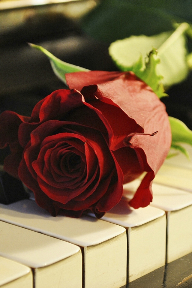 Das Rose On Piano Wallpaper 640x960