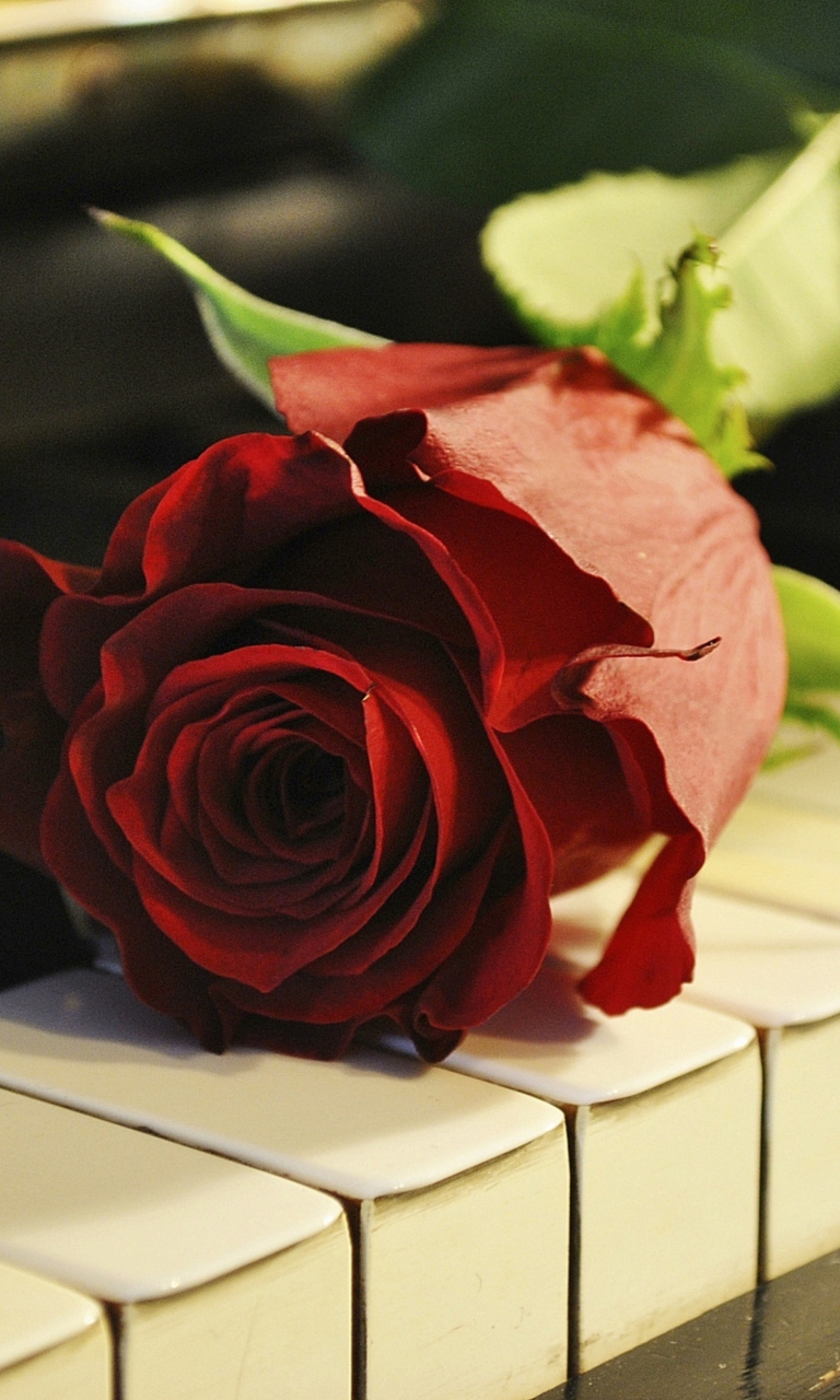Rose On Piano wallpaper 768x1280