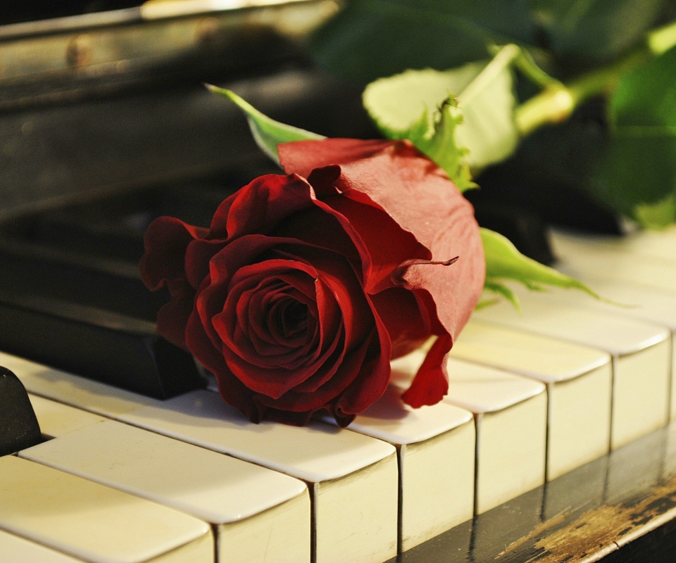 Das Rose On Piano Wallpaper 960x800