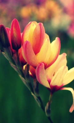 Garden Flower screenshot #1 240x400