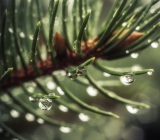 Spruce Tree Branch - Obrázkek zdarma pro 208x208