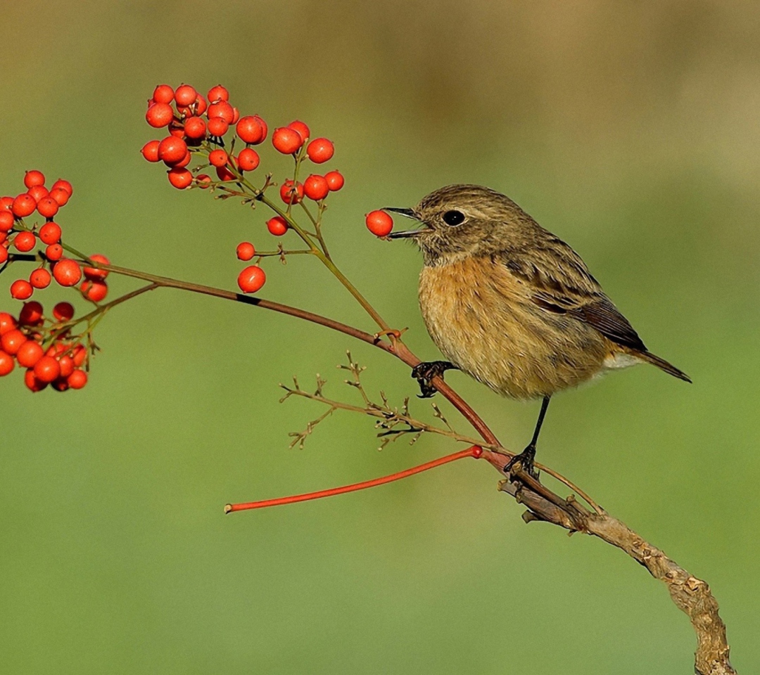 Fondo de pantalla Little Bird And Wild Berries 1080x960