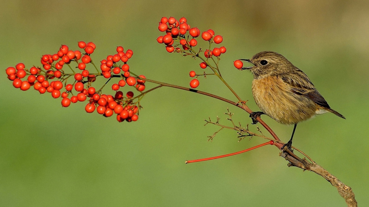 Little Bird And Wild Berries wallpaper 1280x720