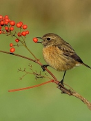 Little Bird And Wild Berries wallpaper 132x176