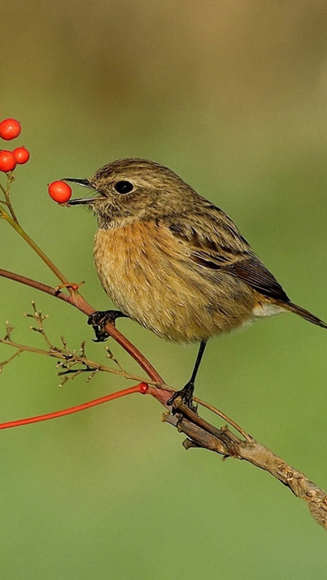 Обои Little Bird And Wild Berries 640x1136