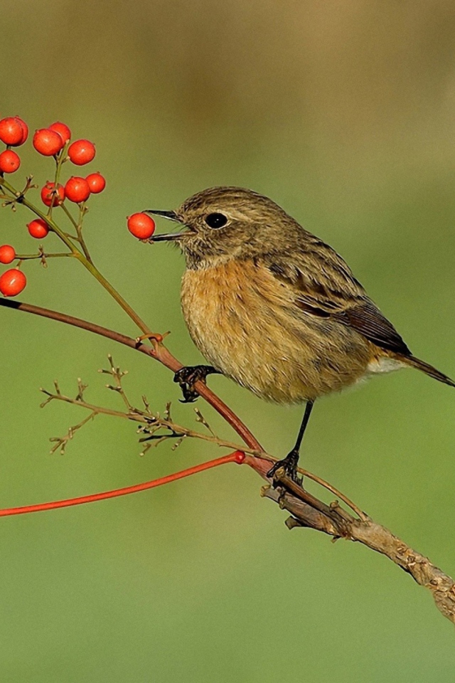 Little Bird And Wild Berries screenshot #1 640x960