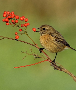 Little Bird And Wild Berries sfondi gratuiti per HTC Titan