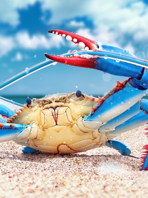 Das Blue crab Wallpaper 480x640