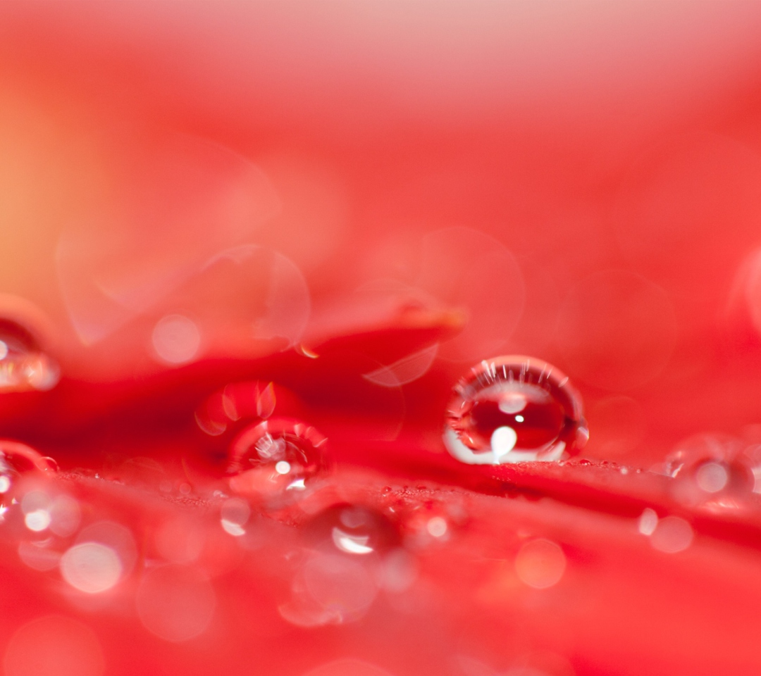 Обои Water Drops On Red Flower 1080x960