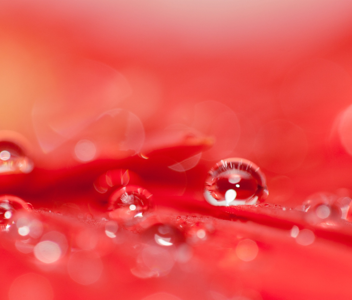 Fondo de pantalla Water Drops On Red Flower 1200x1024