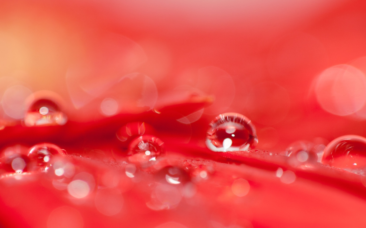 Water Drops On Red Flower screenshot #1 1280x800