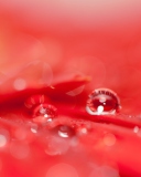 Screenshot №1 pro téma Water Drops On Red Flower 128x160