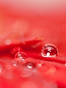 Water Drops On Red Flower wallpaper 132x176