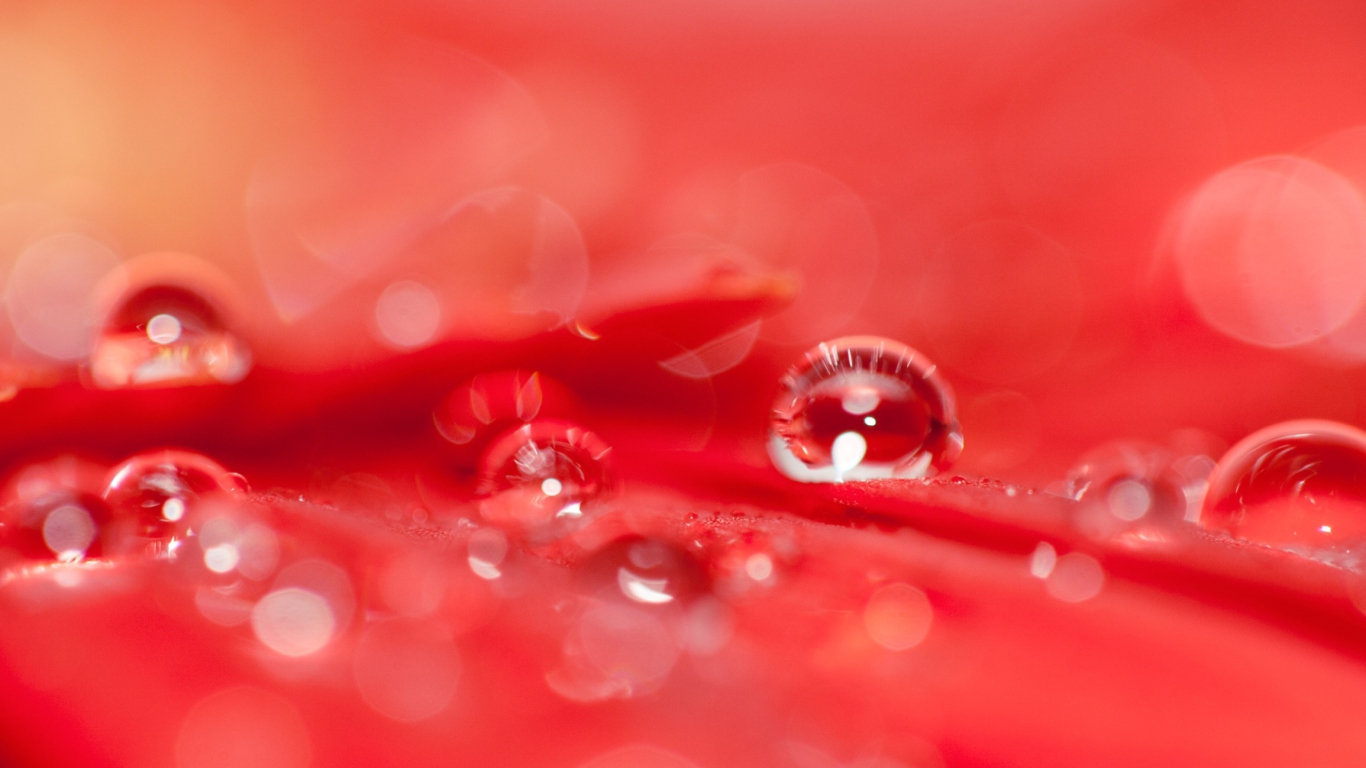 Water Drops On Red Flower screenshot #1 1366x768