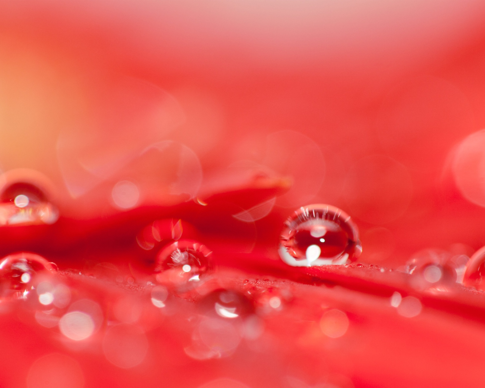 Fondo de pantalla Water Drops On Red Flower 1600x1280