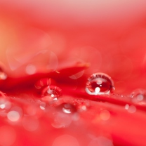 Das Water Drops On Red Flower Wallpaper 208x208