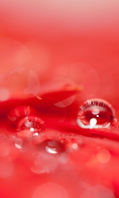 Обои Water Drops On Red Flower 240x400