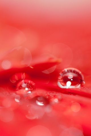 Das Water Drops On Red Flower Wallpaper 320x480