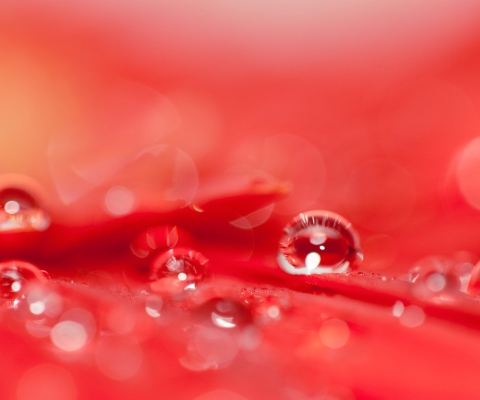 Screenshot №1 pro téma Water Drops On Red Flower 480x400