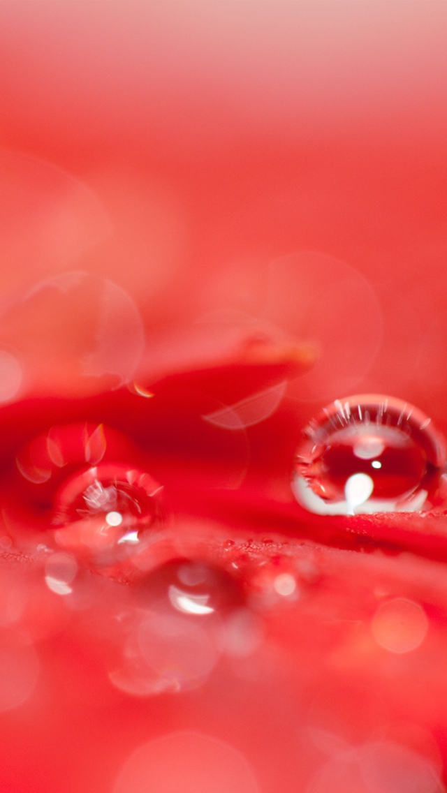 Water Drops On Red Flower wallpaper 640x1136