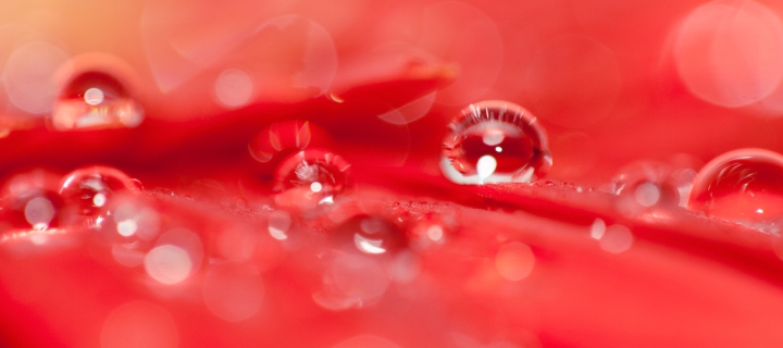 Das Water Drops On Red Flower Wallpaper 720x320