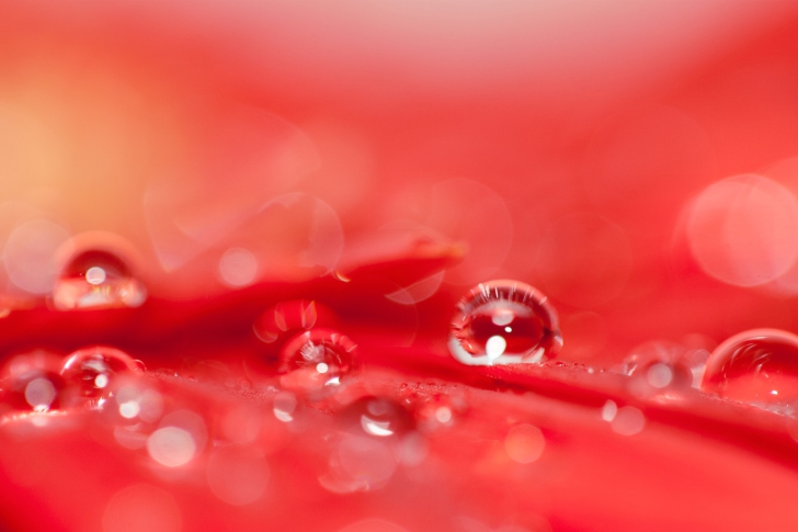 Fondo de pantalla Water Drops On Red Flower