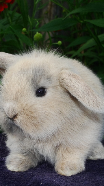 Baby Rabbit wallpaper 360x640