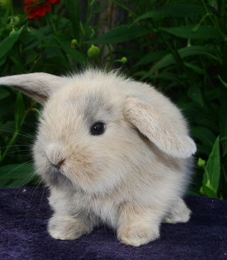 Baby Rabbit - Obrázkek zdarma pro 240x320