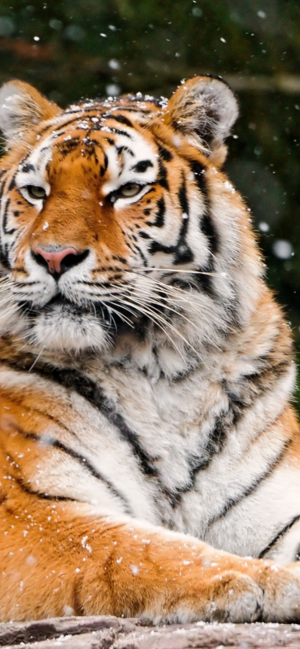 Sfondi Siberian Tigress 1170x2532