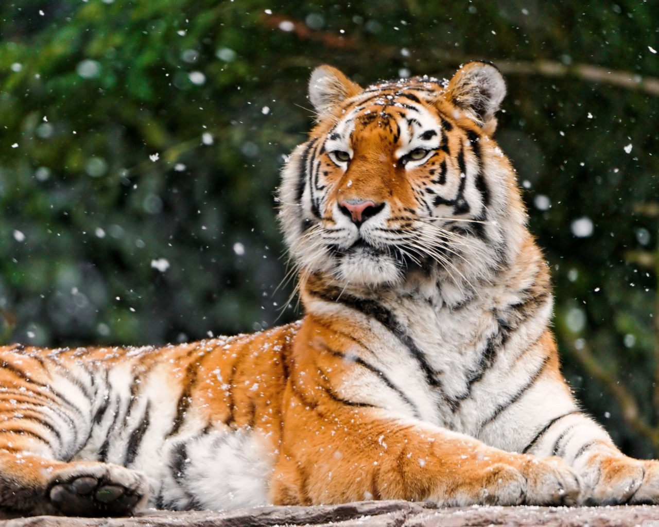 Обои Siberian Tigress 1280x1024