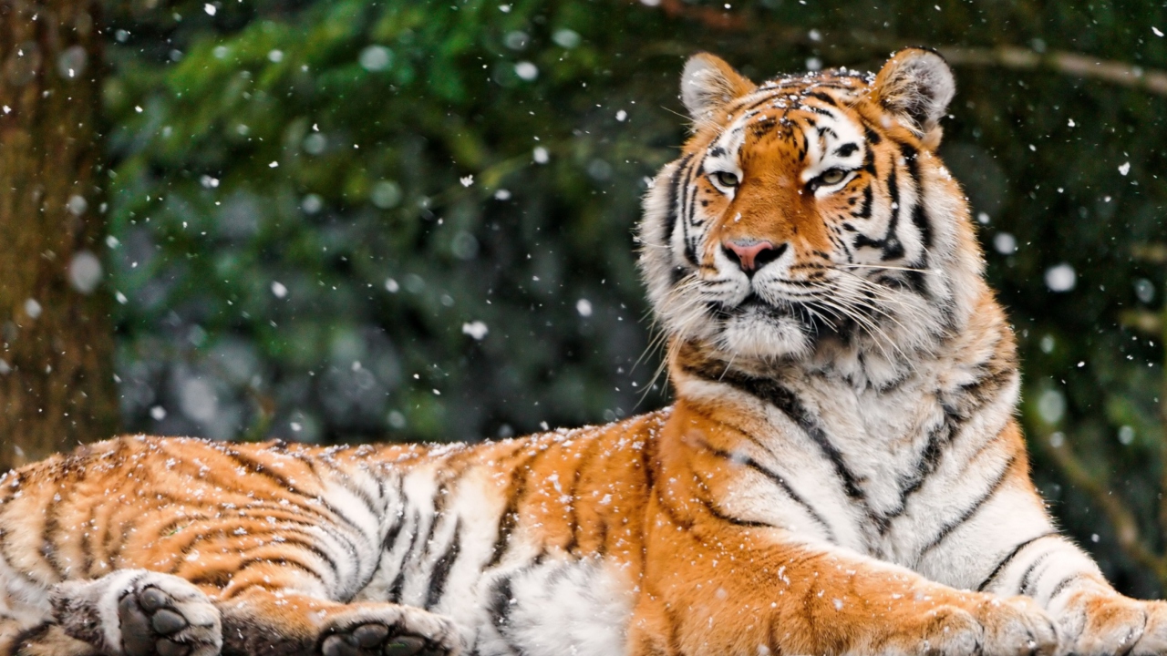 Das Siberian Tigress Wallpaper 1280x720